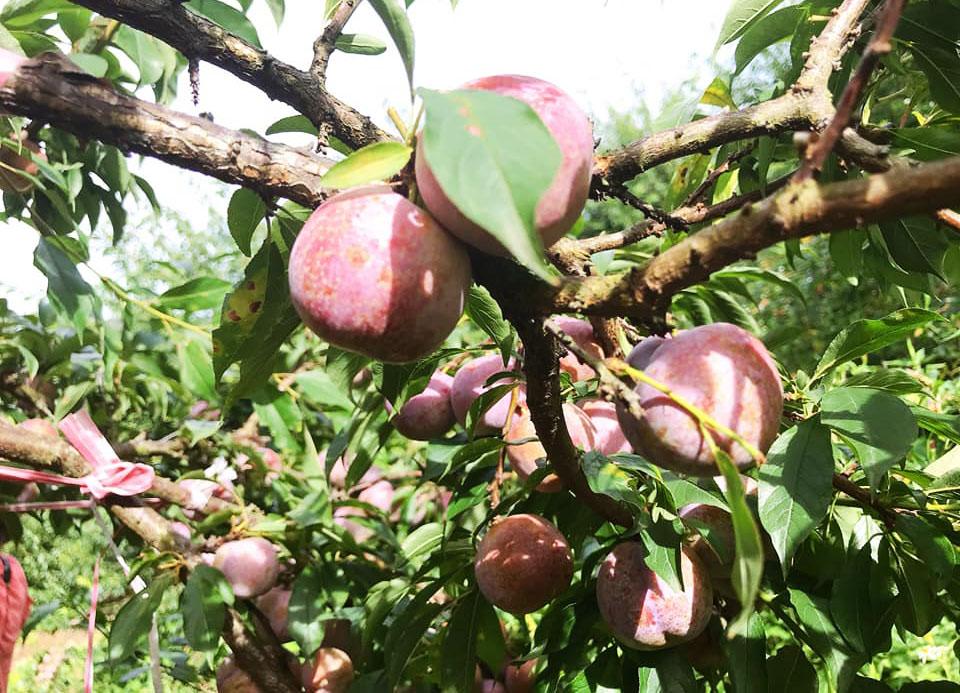 Giữa lúc trái cây rẻ như cho, mận hậu đắt 200 nghìn/kg vẫn ‘cháy hàng’-3