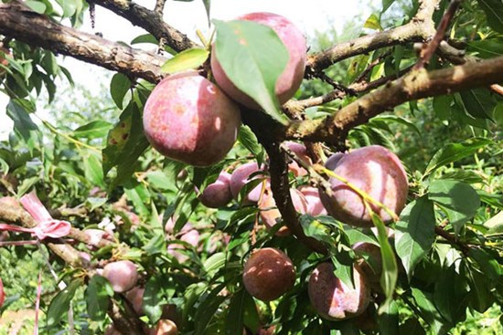 Giữa lúc trái cây rẻ như cho, mận hậu đắt 200 nghìn/kg vẫn ‘cháy hàng’
