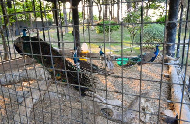 Gặp đại gia trại lợn ở Hải Dương, ngắm nhìn dàn siêu xe dát vàng trăm tỷ và biệt thự trong công viên rộng nghìn mét vuông-18