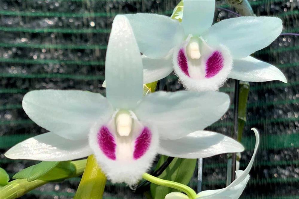 Lan đột biến hết thời tiền tỷ, tụt dốc rẻ hơn... rau muống-1