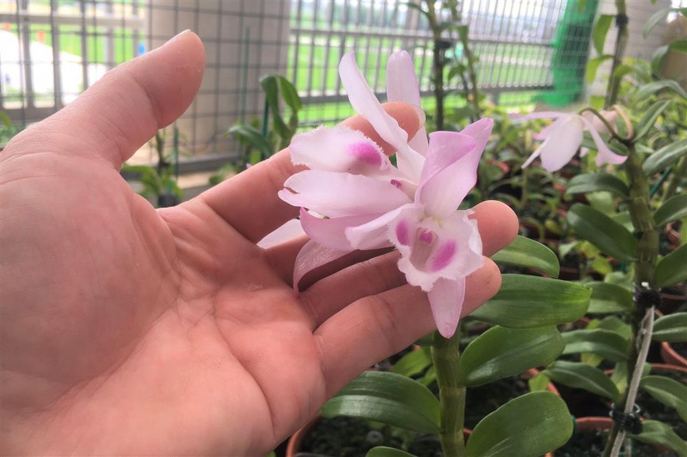 Lan đột biến hết thời tiền tỷ, tụt dốc rẻ hơn... rau muống-2