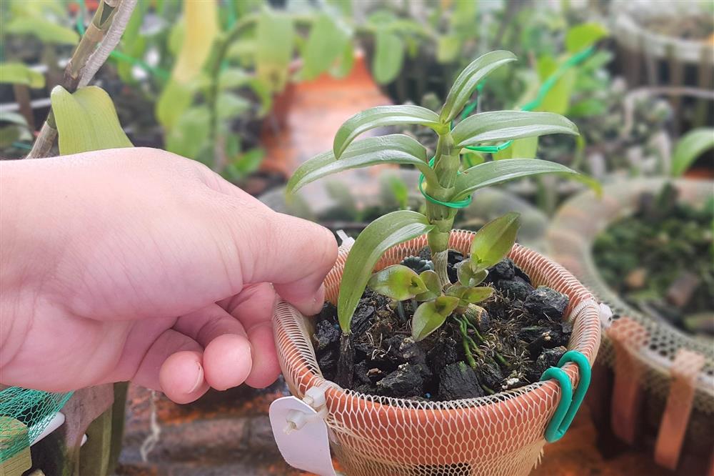 Lan đột biến hết thời tiền tỷ, tụt dốc rẻ hơn... rau muống-5