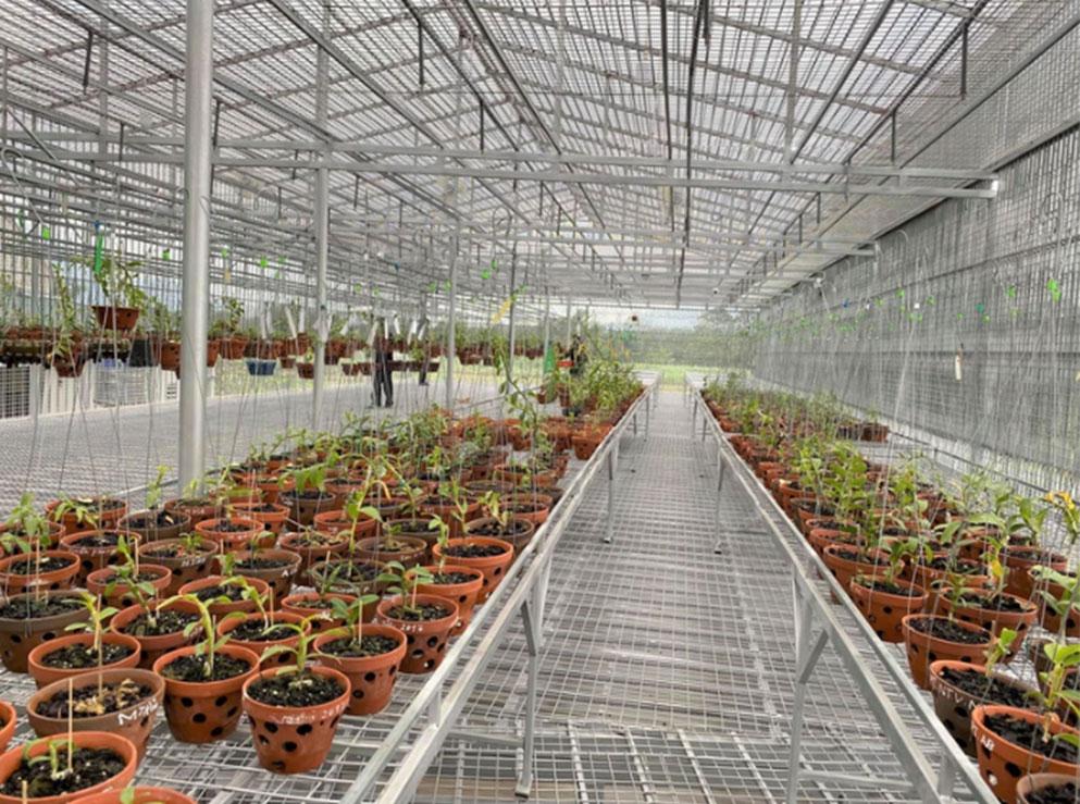 Lan đột biến hết thời tiền tỷ, tụt dốc rẻ hơn... rau muống-7