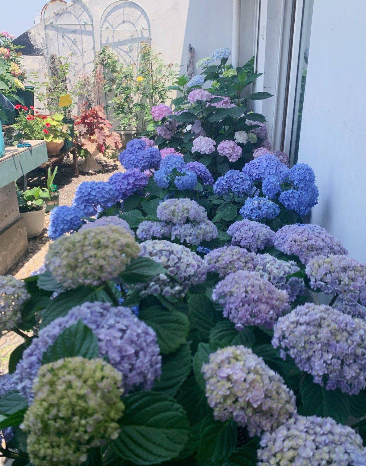 Trồng cây để giảm căng thẳng, cô nàng công sở thu được kết quả mĩ mãn sau 1 năm kiên trì khiến ai nhìn cũng mê-8