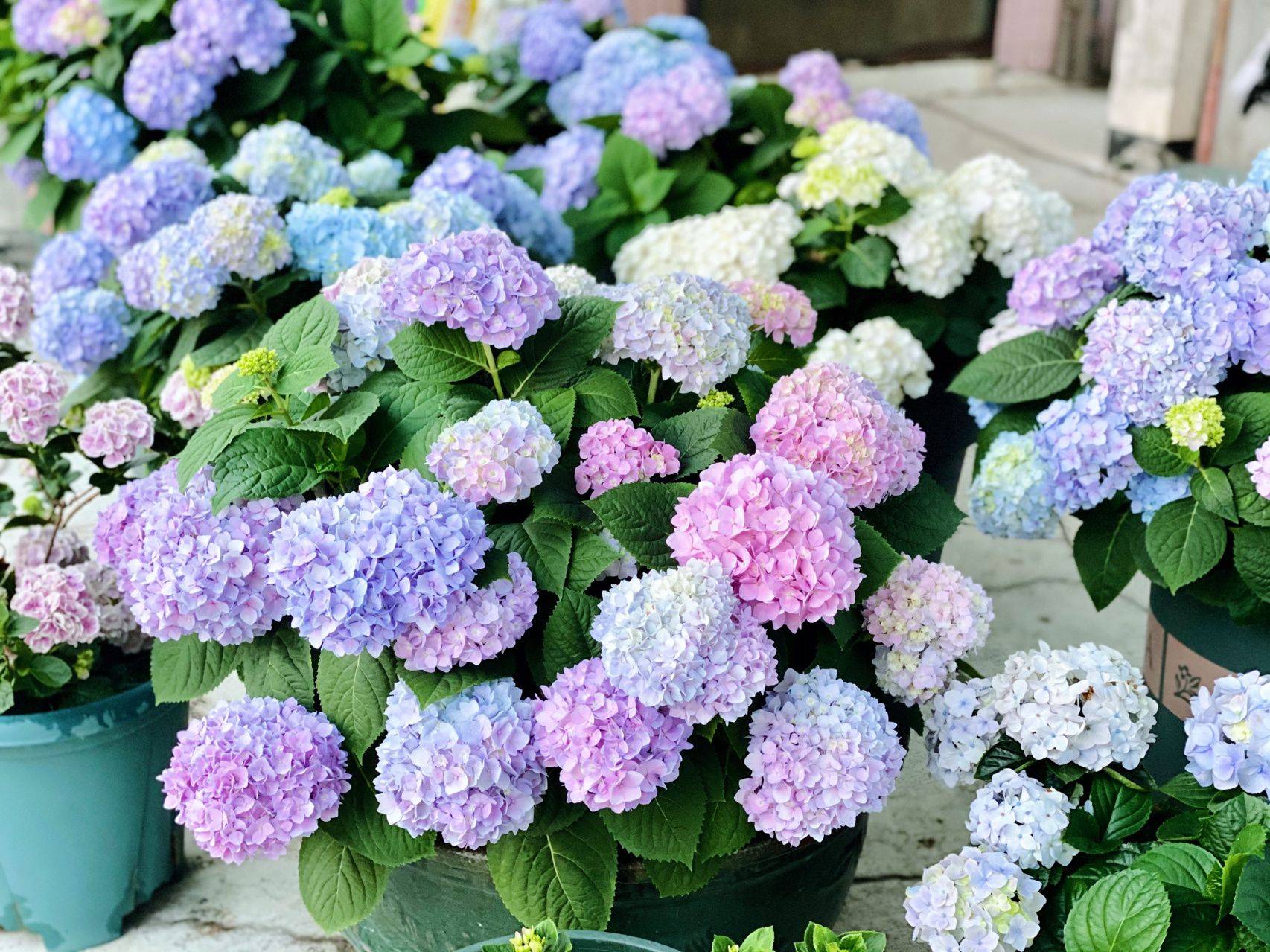 Trồng cây để giảm căng thẳng, cô nàng công sở thu được kết quả mĩ mãn sau 1 năm kiên trì khiến ai nhìn cũng mê-5