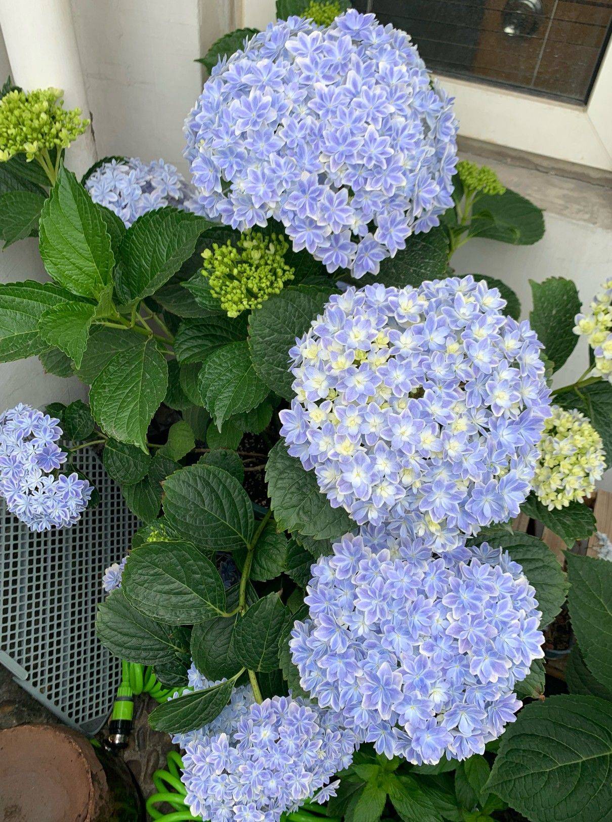 Trồng cây để giảm căng thẳng, cô nàng công sở thu được kết quả mĩ mãn sau 1 năm kiên trì khiến ai nhìn cũng mê-11