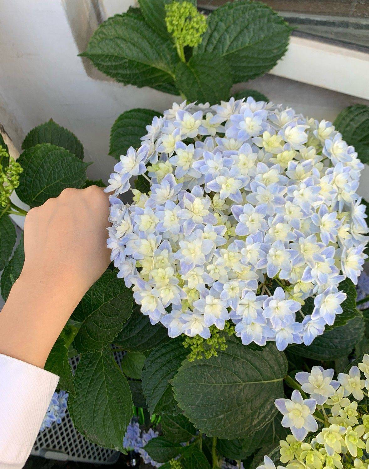 Trồng cây để giảm căng thẳng, cô nàng công sở thu được kết quả mĩ mãn sau 1 năm kiên trì khiến ai nhìn cũng mê-12