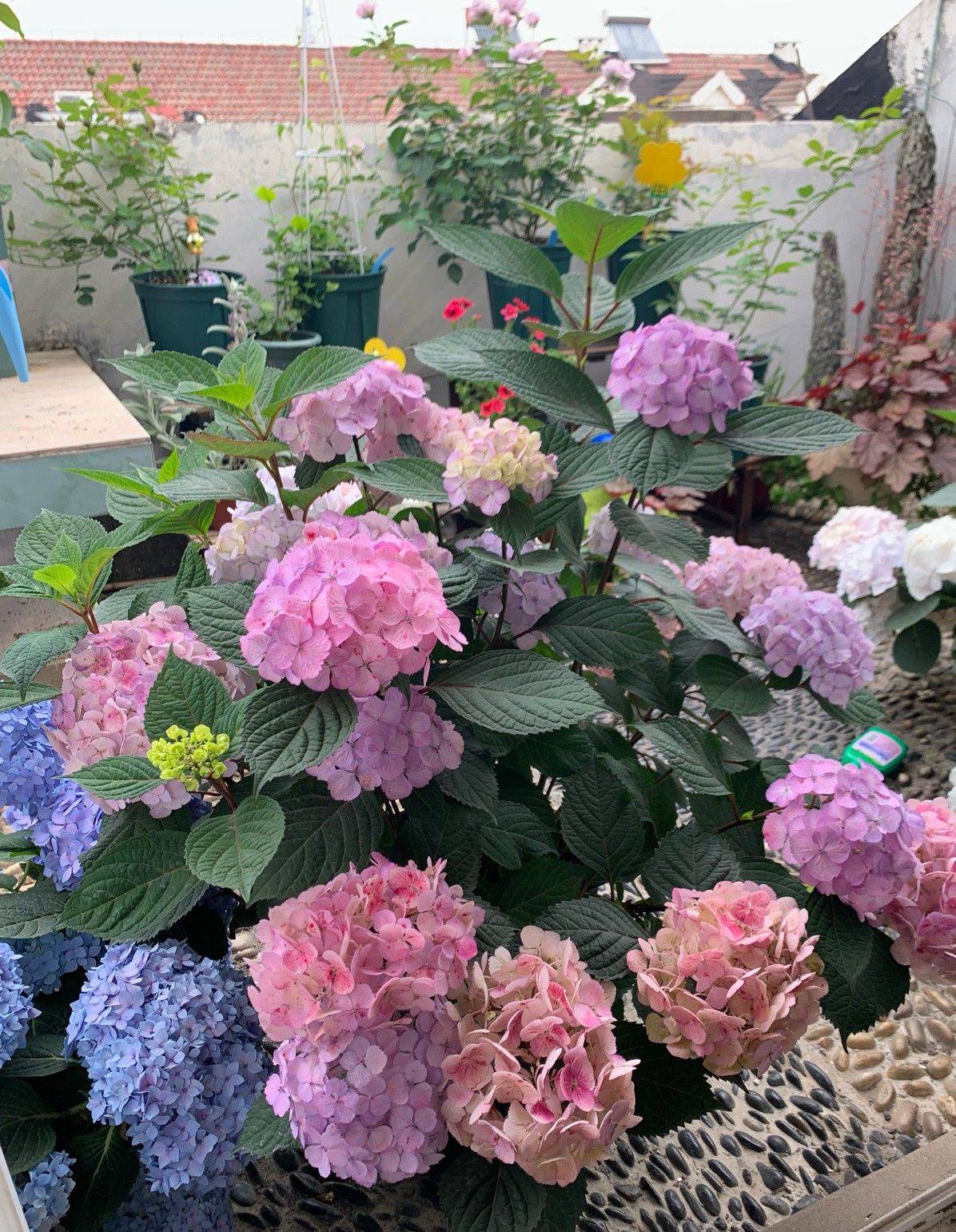 Trồng cây để giảm căng thẳng, cô nàng công sở thu được kết quả mĩ mãn sau 1 năm kiên trì khiến ai nhìn cũng mê-9