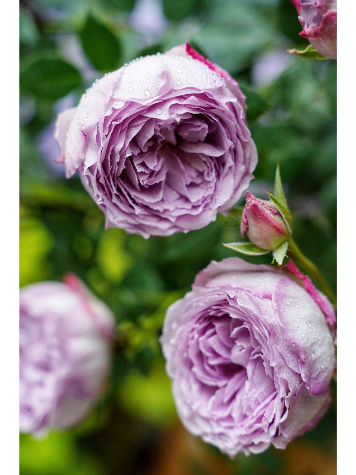 Trồng cây để giảm căng thẳng, cô nàng công sở thu được kết quả mĩ mãn sau 1 năm kiên trì khiến ai nhìn cũng mê-15