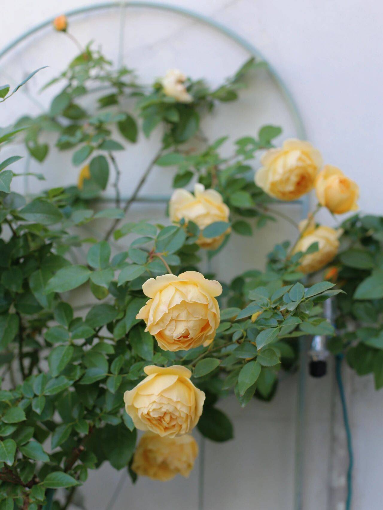 Trồng cây để giảm căng thẳng, cô nàng công sở thu được kết quả mĩ mãn sau 1 năm kiên trì khiến ai nhìn cũng mê-14