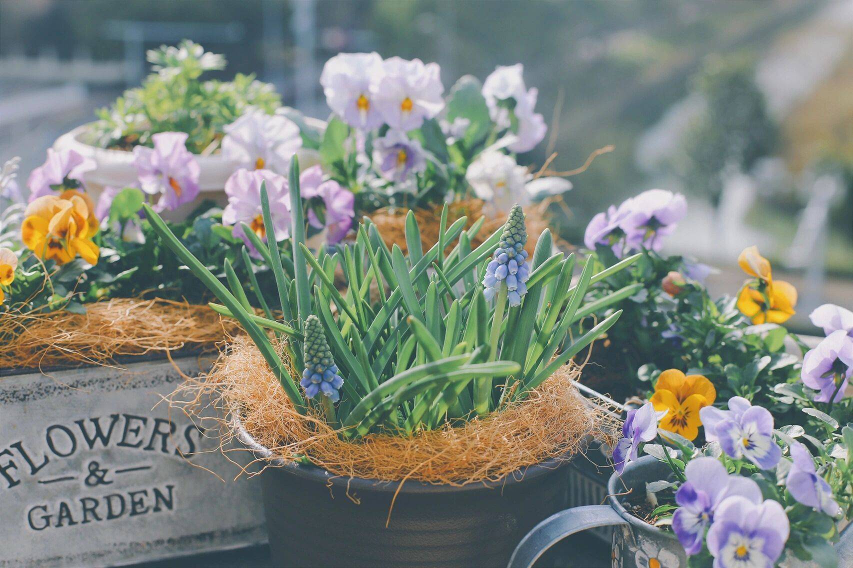 Trồng cây để giảm căng thẳng, cô nàng công sở thu được kết quả mĩ mãn sau 1 năm kiên trì khiến ai nhìn cũng mê-20