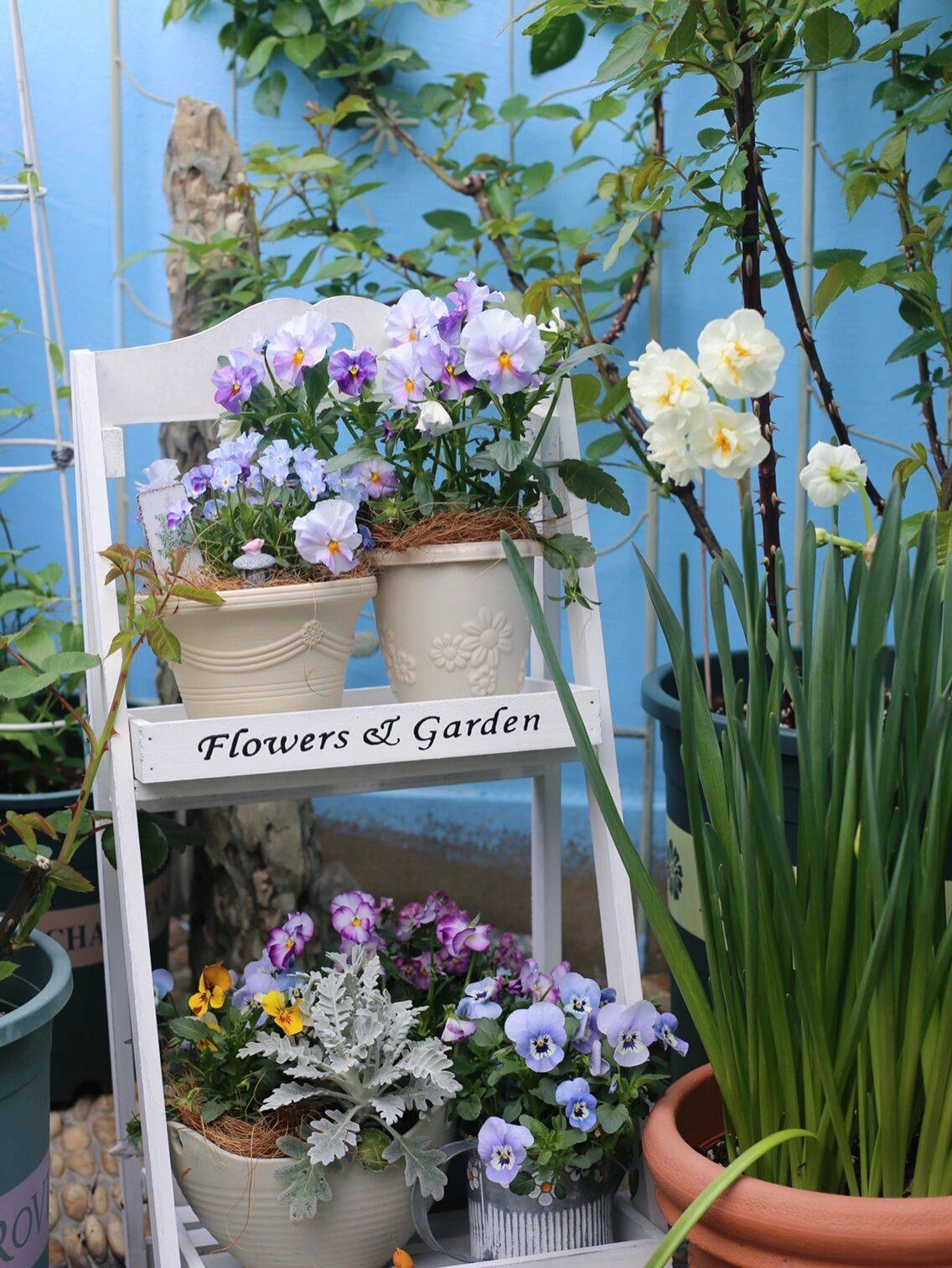 Trồng cây để giảm căng thẳng, cô nàng công sở thu được kết quả mĩ mãn sau 1 năm kiên trì khiến ai nhìn cũng mê-3