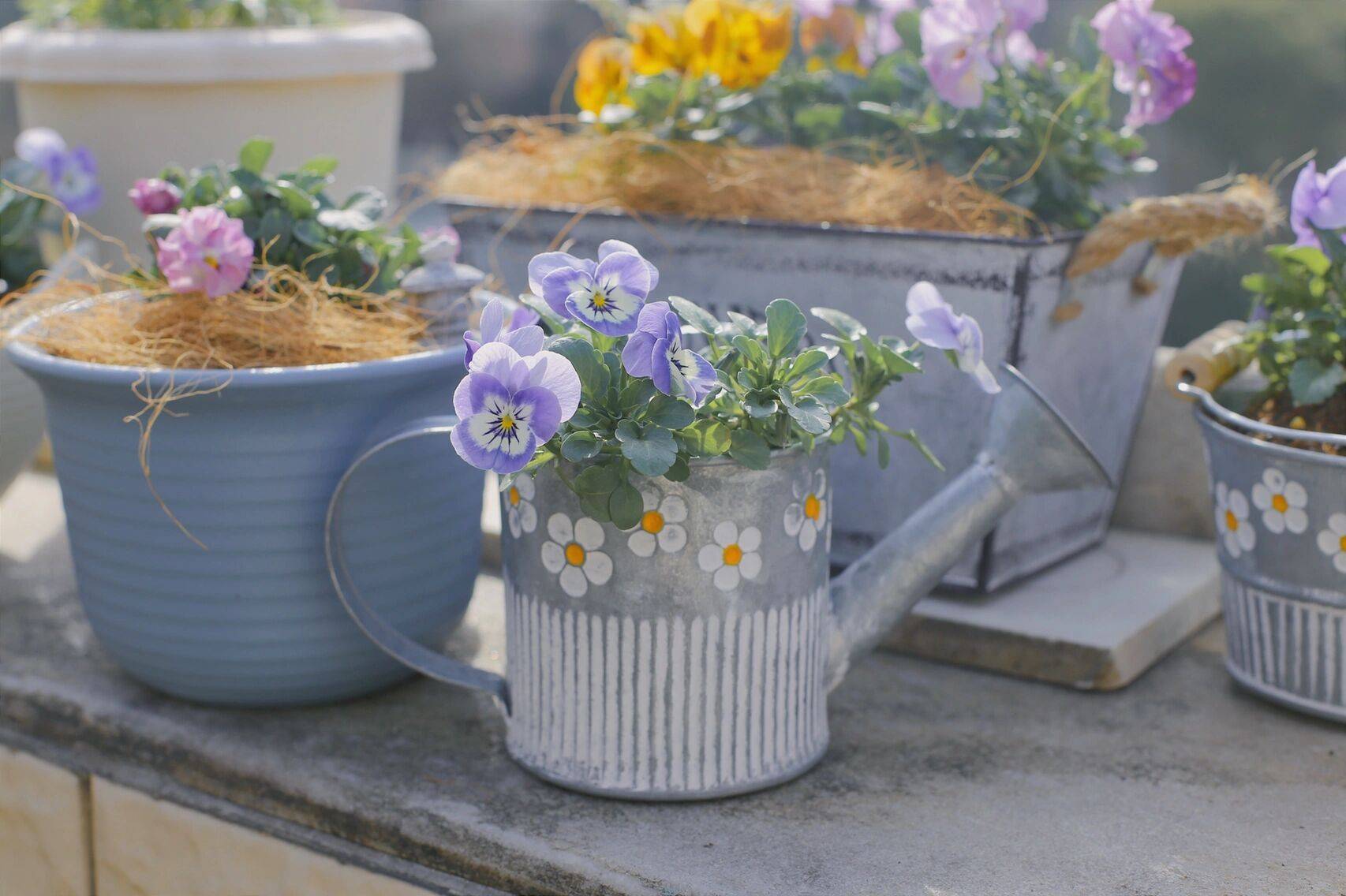 Trồng cây để giảm căng thẳng, cô nàng công sở thu được kết quả mĩ mãn sau 1 năm kiên trì khiến ai nhìn cũng mê-19