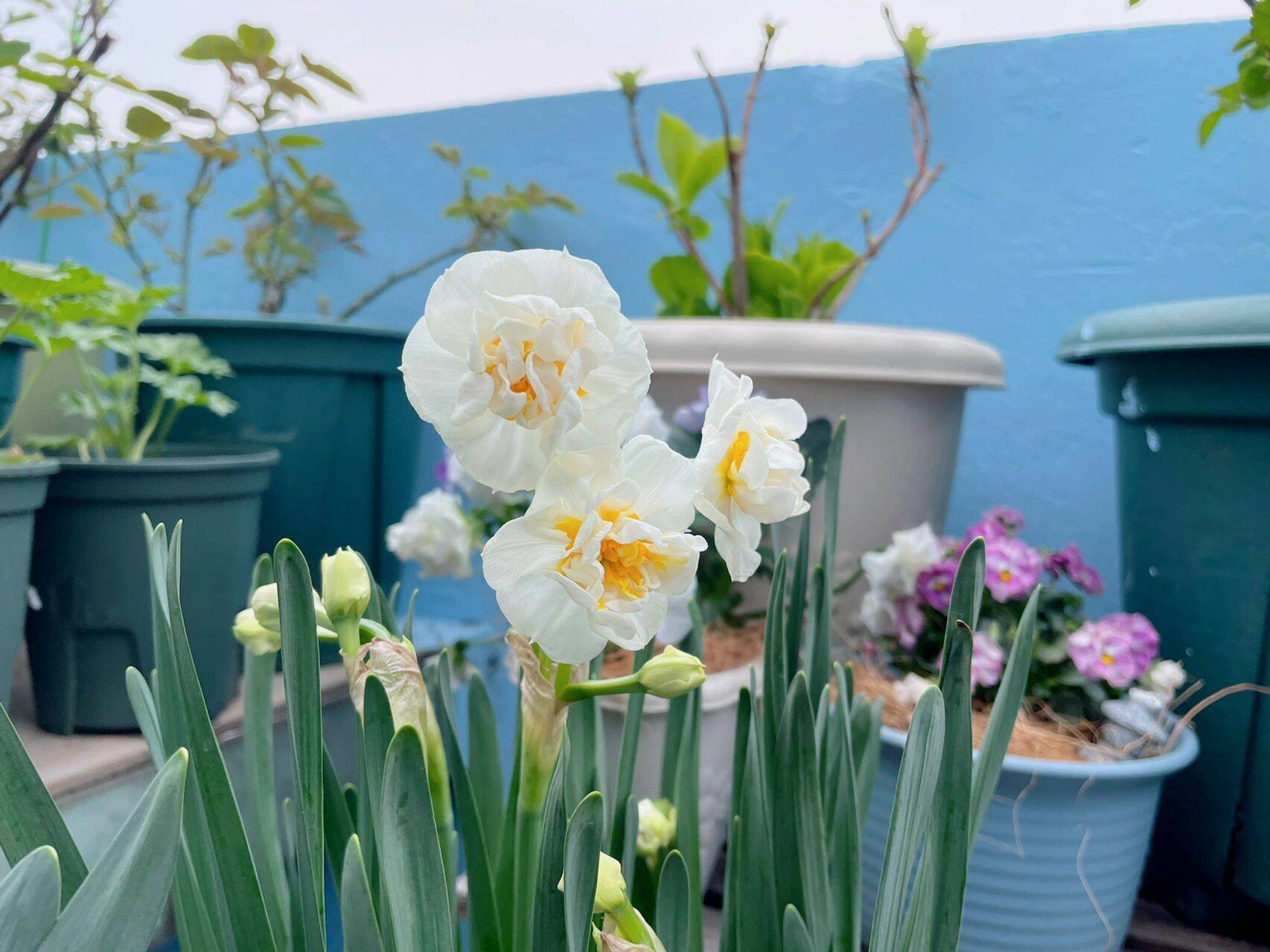 Trồng cây để giảm căng thẳng, cô nàng công sở thu được kết quả mĩ mãn sau 1 năm kiên trì khiến ai nhìn cũng mê-6