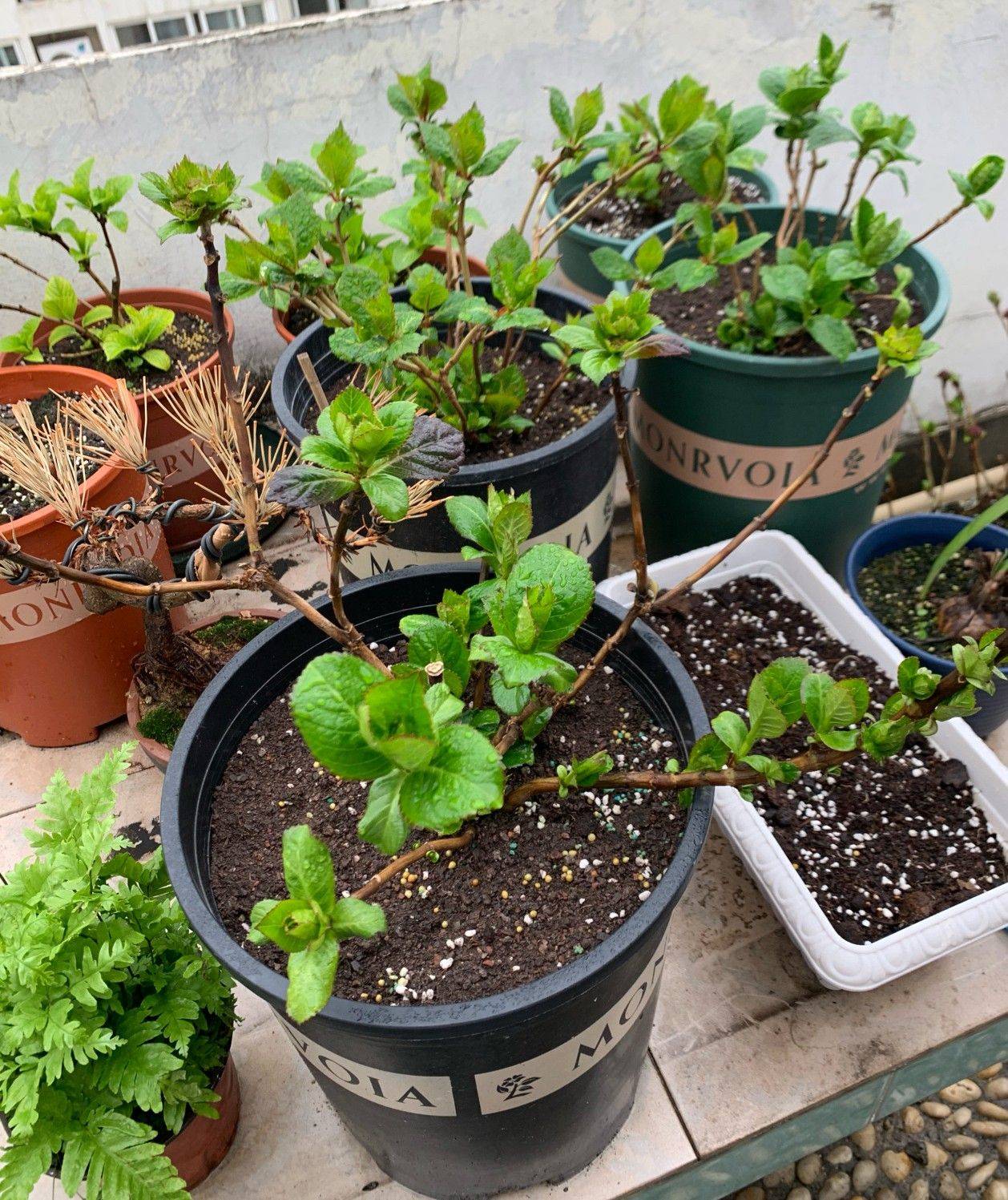 Trồng cây để giảm căng thẳng, cô nàng công sở thu được kết quả mĩ mãn sau 1 năm kiên trì khiến ai nhìn cũng mê-1