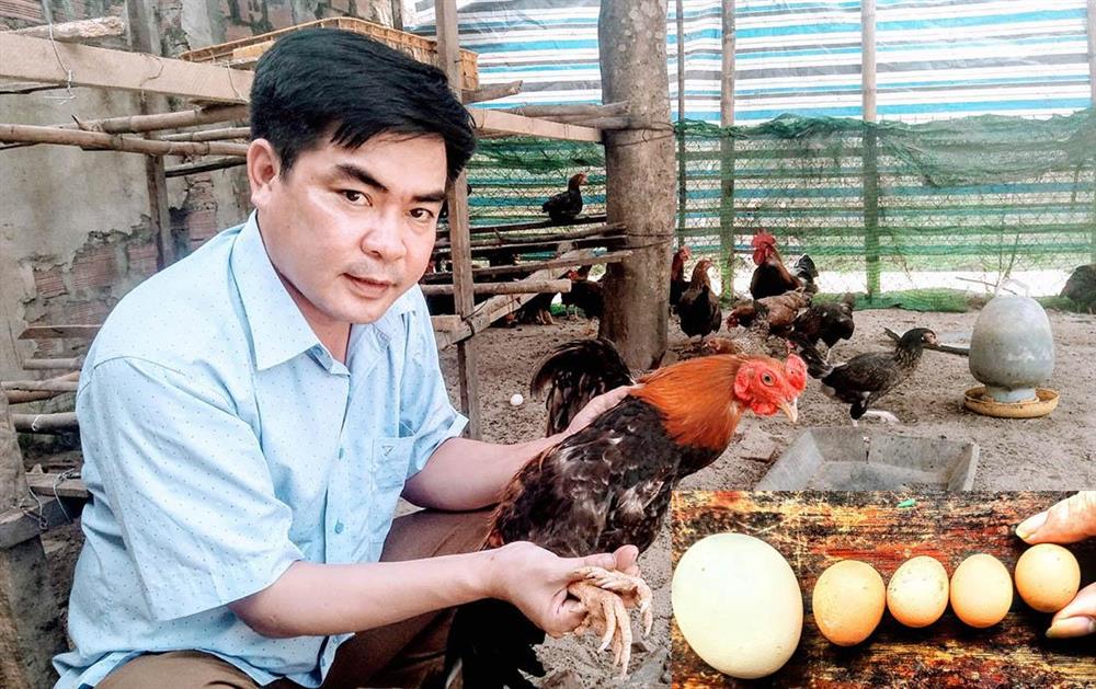 Kỳ lạ gà 9 cựa tiến vua đẻ ‘trứng vàng’, bán tiền triệu mỗi con-1