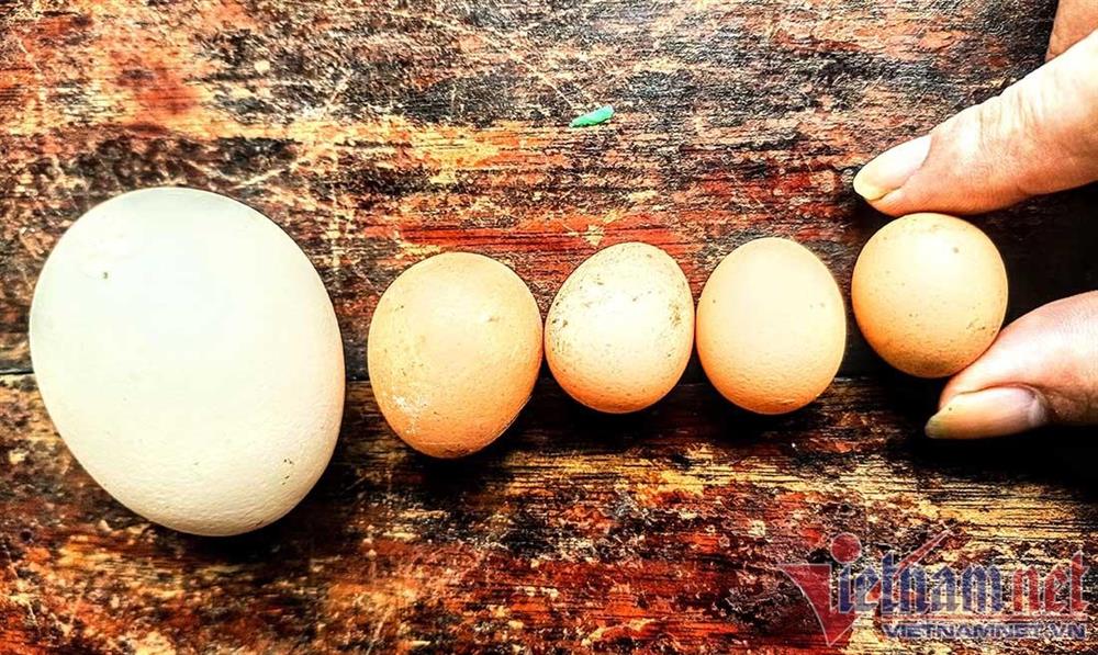 Kỳ lạ gà 9 cựa tiến vua đẻ ‘trứng vàng’, bán tiền triệu mỗi con-2