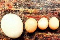 Kỳ lạ gà 9 cựa tiến vua đẻ ‘trứng vàng’, bán tiền triệu mỗi con