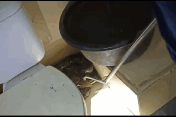 Xem lính cứu hỏa bắt con trăn dài 5m ‘cố thủ’ trong phòng tắm nhà dân