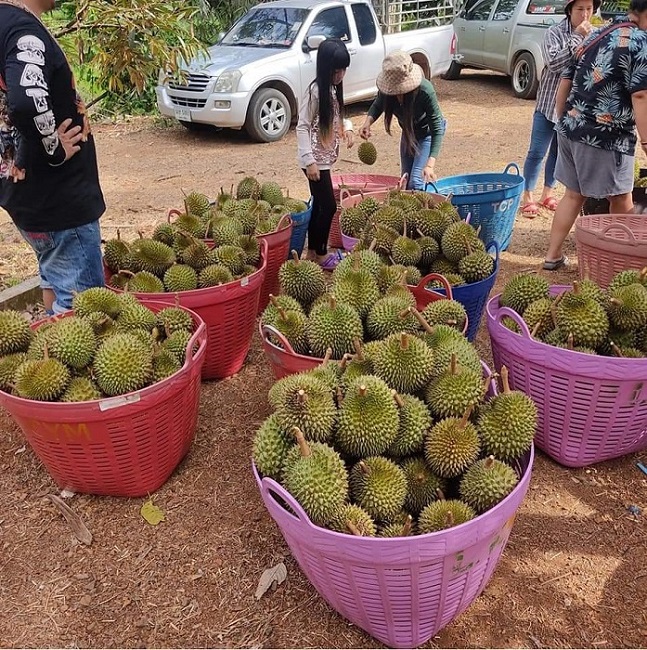 Sầu riêng tí hon Thái Lan đổ bộ chợ Việt, vựa trái cây bán ngày nửa tấn-4