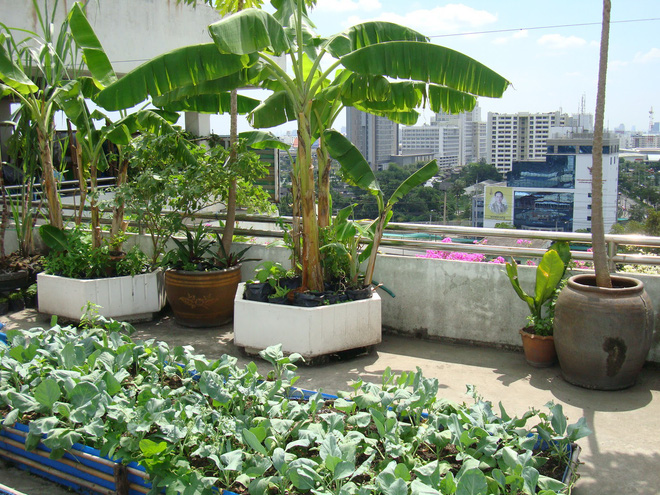 Những thiết kế vườn trên sân thượng vừa đẹp, vừa dễ làm, rất phù hợp với nhà phố-3