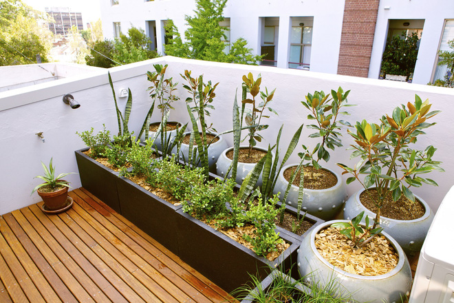 Những thiết kế vườn trên sân thượng vừa đẹp, vừa dễ làm, rất phù hợp với nhà phố-5