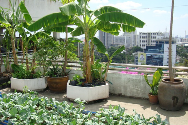 Khu vườn đẹp như tiên cảnh do Lý Quí Khánh tự tay gây dựng, chăm sóc ở Đà Lạt-13