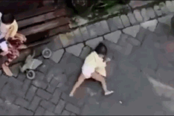 Clip: Khỉ đi xe đạp 