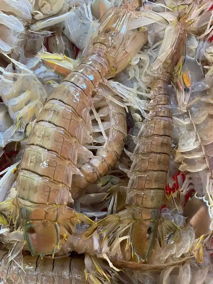 Bật mí 2 loại tôm lạ đắt hơn tôm hùm đại gia săn lùng-1