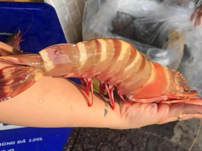 Bật mí 2 loại tôm lạ đắt hơn tôm hùm đại gia săn lùng-7