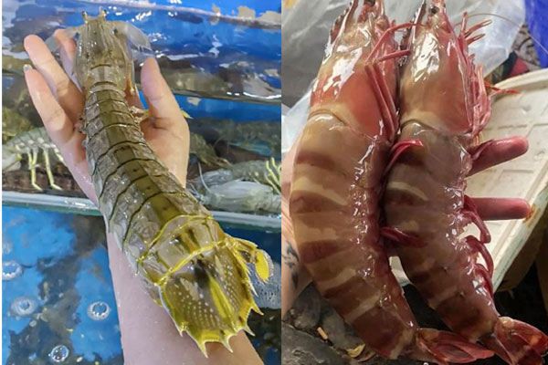 11 món ăn đắt xắt ra miếng trên thế giới: Chỉ dành cho giới thượng lưu, có món trị giá tương đương chiếc xe ô tô-13