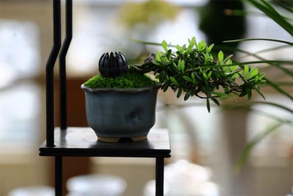 Nếu ở nhà xuất hiện những dấu hiệu này, xin chúc mừng bạn đã ở trong mảnh đất có kho báu phong thủy!-1