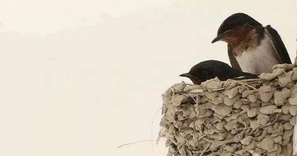 Nếu ở nhà xuất hiện những dấu hiệu này, xin chúc mừng bạn đã ở trong mảnh đất có kho báu phong thủy!-4