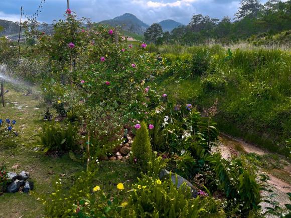 Khu vườn đẹp như tiên cảnh do Lý Quí Khánh tự tay gây dựng, chăm sóc ở Đà Lạt-10