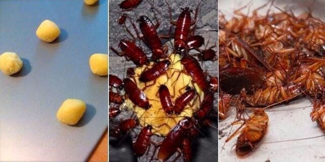 Chỉ 1 lon bia uống dở đã đuổi được cả đàn gián, không cần dùng hóa chất, chị em cũng làm ngon ơ-2