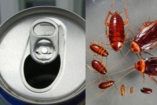 Chỉ 1 lon bia uống dở đã đuổi được cả đàn gián, không cần dùng hóa chất, chị em cũng làm ngon ơ