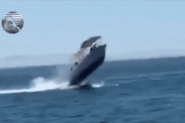 Phát hiện xác cá voi cả chục tấn ở biển Vân Đồn-3