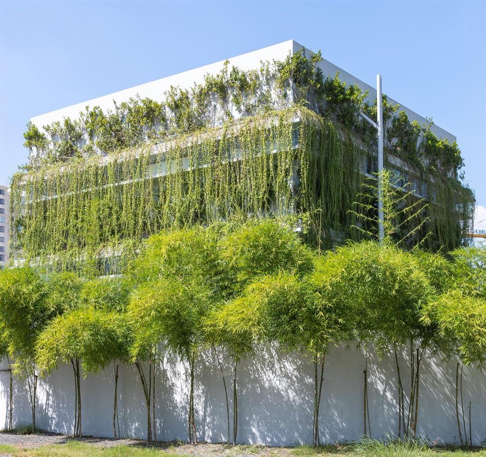 Hút mắt với vườn tre xanh 3 lớp của căn nhà ở TPHCM-1