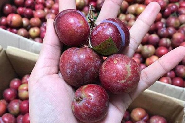 Tiết lộ cách ăn mận cực tốt cho bệnh nhân tiểu đường, người có đường huyết cao cũng được hưởng lợi, vừa không lo bệnh tật vừa khỏe thân-1