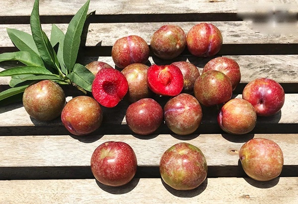 Tiết lộ cách ăn mận cực tốt cho bệnh nhân tiểu đường, người có đường huyết cao cũng được hưởng lợi, vừa không lo bệnh tật vừa khỏe thân-3