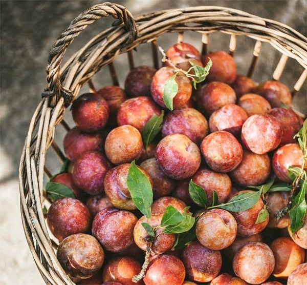 Tiết lộ cách ăn mận cực tốt cho bệnh nhân tiểu đường, người có đường huyết cao cũng được hưởng lợi, vừa không lo bệnh tật vừa khỏe thân-5