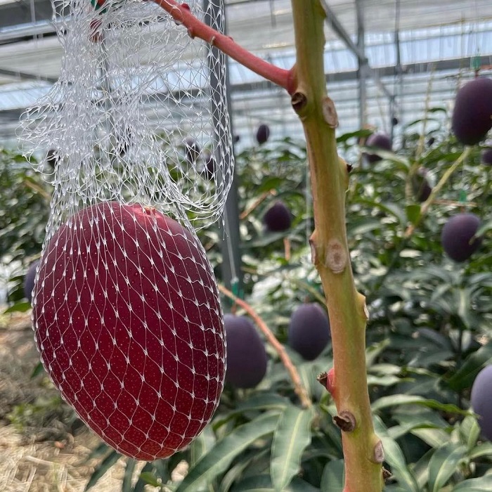 Hơn 2 triệu đồng/quả xoài màu đỏ, nhà giàu Việt chi tiền ăn sang”-7