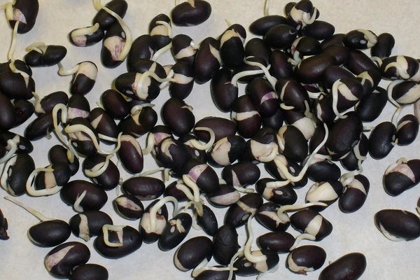 Đây là cách ăn đậu đen mỗi ngày không chỉ bổ máu mà còn giải nhiệt tốt hơn, chị em sẽ nhuận sắc, sức khỏe được hưởng lợi đủ đường-3