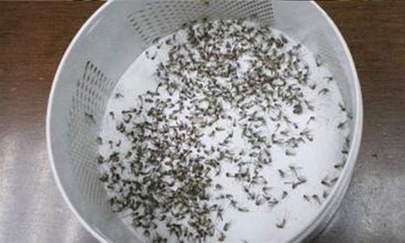 Thật ngốc khi vẫn đốt hương muỗi? Hướng dẫn bạn một phương pháp đuổi muỗi, sẽ không còn con nào dám vào nhà, hiệu quả rất tốt-1