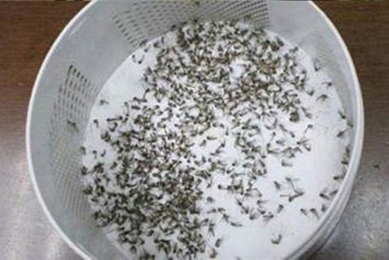 Thật ngốc khi vẫn đốt hương muỗi? Hướng dẫn bạn một phương pháp đuổi muỗi, sẽ không còn con nào dám vào nhà, hiệu quả rất tốt