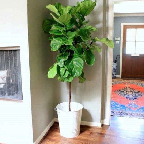 Các cụ dạy: Sau nhà trồng 7 cây này gia đình giàu có thịnh vượng, tài lộc kéo tới ào ào-2