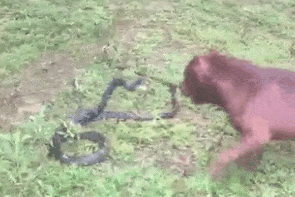 Clip: Tử chiến Pitbull, rắn hổ mang chúa bị cắn nát người và cái kết