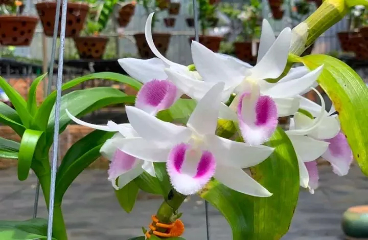 Lan đột biến rớt giá cả trăm lần, người mua tan giấc mộng vàng-1