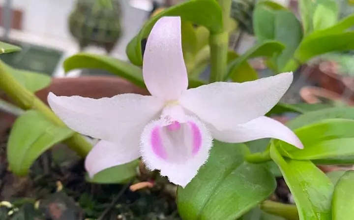 Lan đột biến rớt giá cả trăm lần, người mua tan giấc mộng vàng-2