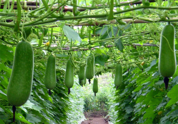 Bí xanh ngon, bổ nhưng một số người cần hạn chế ăn-1